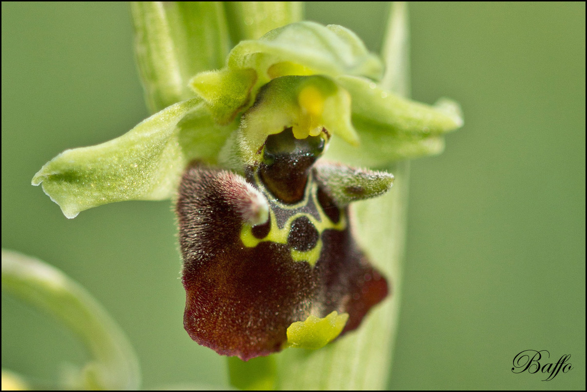 Ophrys holosericea subsp. holosericea (Burm.f.) Greutern -